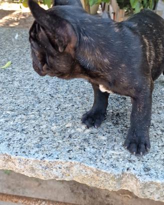 Bulldog francese nero