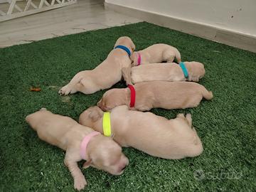 Golden retriever