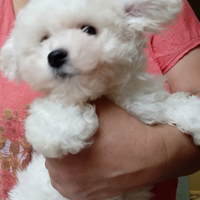 Bichon a poil frisé