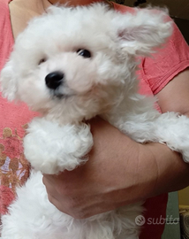 Bichon a poil frisé