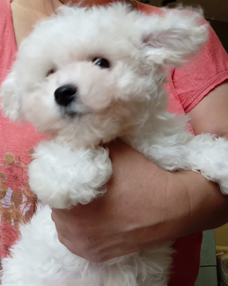 Bichon a poil frisé