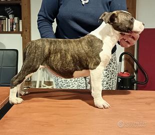 Amstaff