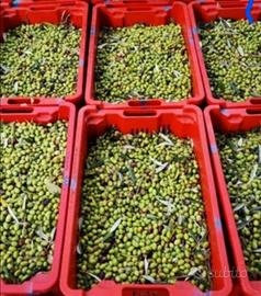 Olive da raccogliere 2026