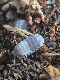 Colnia Starter cubaris Panda King