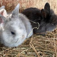 Coniglietti nani arieti e testa di leone