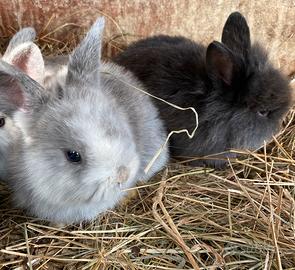 Coniglietti nani arieti e testa di leone