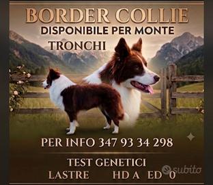 Border collie