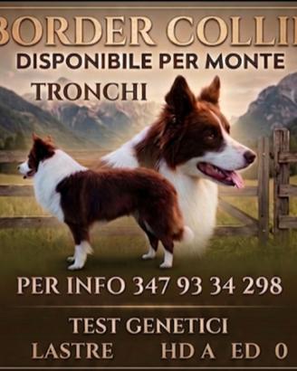 Border collie