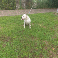 Dogo argentino per accoppiamento