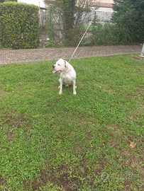 Dogo argentino per accoppiamento