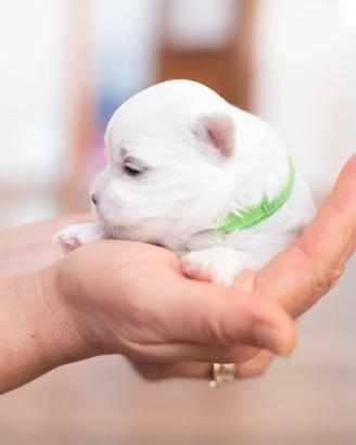 Cuccioli Maltese ENCI La Casa dei Maltesi Cuneo