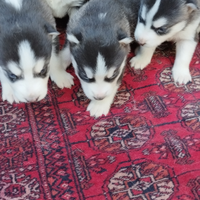 Disponibili cuccioli Siberian Husky