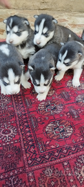 Disponibili cuccioli Siberian Husky