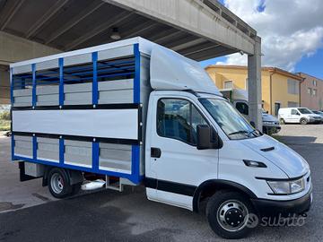 Iveco Daily 35c13 trasporto animali vivi Cavalli