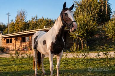 Paint horse