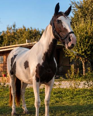 Paint horse
