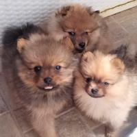 Cuccioli di volpino di Pomerania