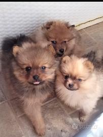 Cuccioli di volpino di Pomerania