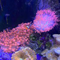 Anemone quadricolor rosso