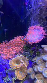 Anemone quadricolor rosso