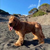 Cocker da monta alta geneaologia