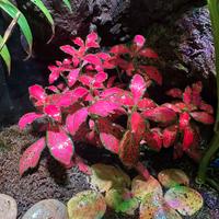 Fittonia Albivenis Red 🌱