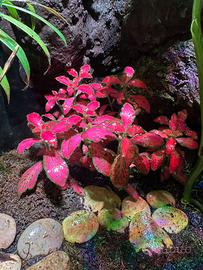 Fittonia Albivenis Red 🌱