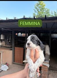 Setter inglese