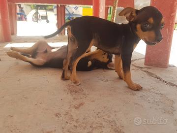 Vendita cuccioli pincher