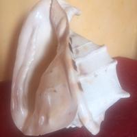 Soprammobile Conchiglia vera