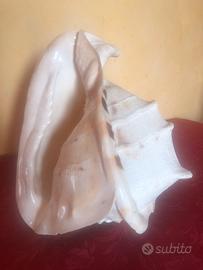 Soprammobile Conchiglia vera