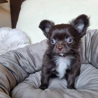 Chihuahua maschietto
