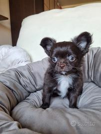 Chihuahua maschietto