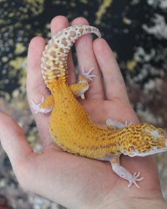 Geco leopardino