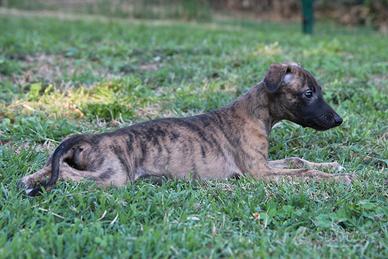 Whippet