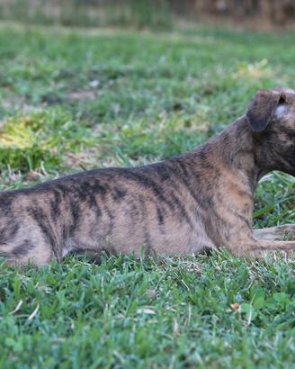 Whippet