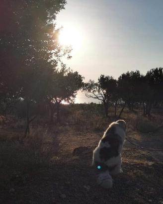 Cuccioli di mastino dei Pirenei