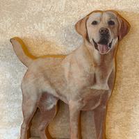 Labrador