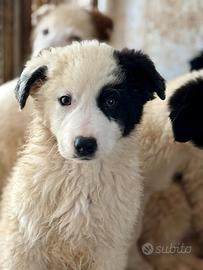 Cuccioli futura taglia media