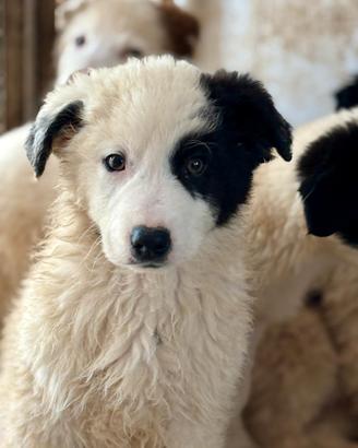 Cuccioli futura taglia media