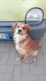 Due cani di taglia media e taglia piccola