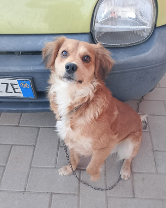 Due cani di taglia media e taglia piccola