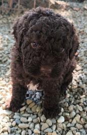 Cuccioli Lagotto Romagnolo