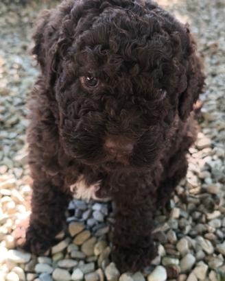 Cuccioli Lagotto Romagnolo