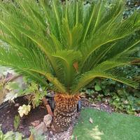 Cycas Revoluta Alberi da 10€