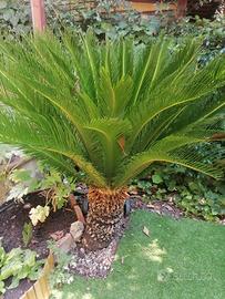 Cycas Revoluta Alberi da 10€