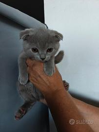 Cuccioli scottish