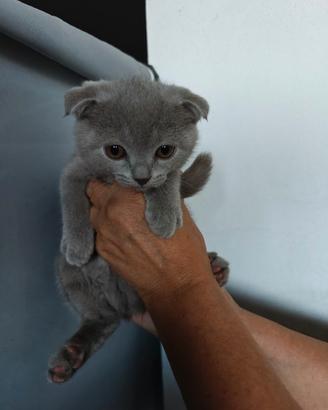 Cuccioli scottish