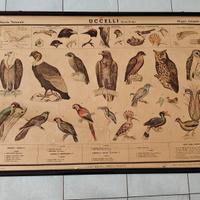 Tavola didattica vintage Paravia