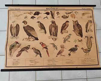 Tavola didattica vintage Paravia